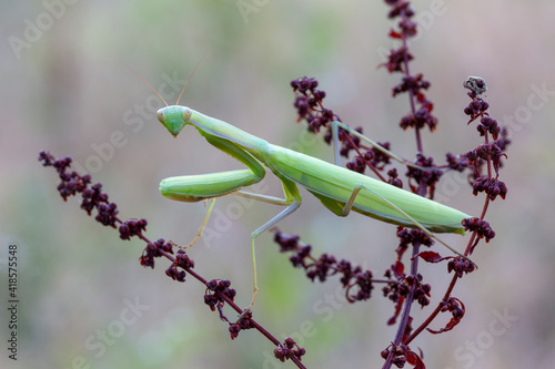 Une Mante religieuse verte sur un végétal marron entrain de regarder l'objectif