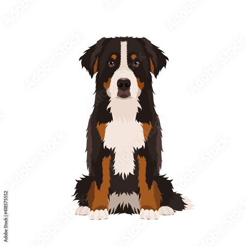 Vector portrait of sitting Bernese mountain dog isolated on white background