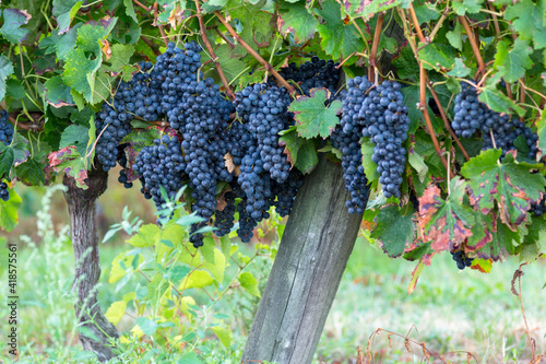 Plusieurs grappes de raisins dans une vigne en gironde à l'approche des vendanges en septembre