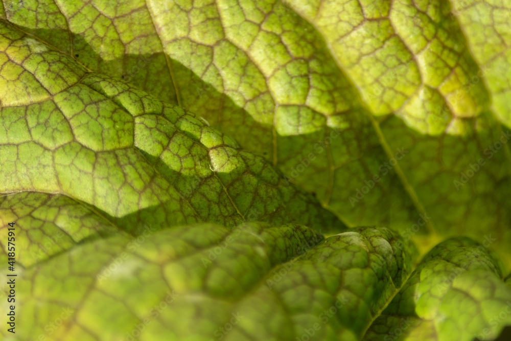 green macro mustard leaf texture green macro mustard leaf texture