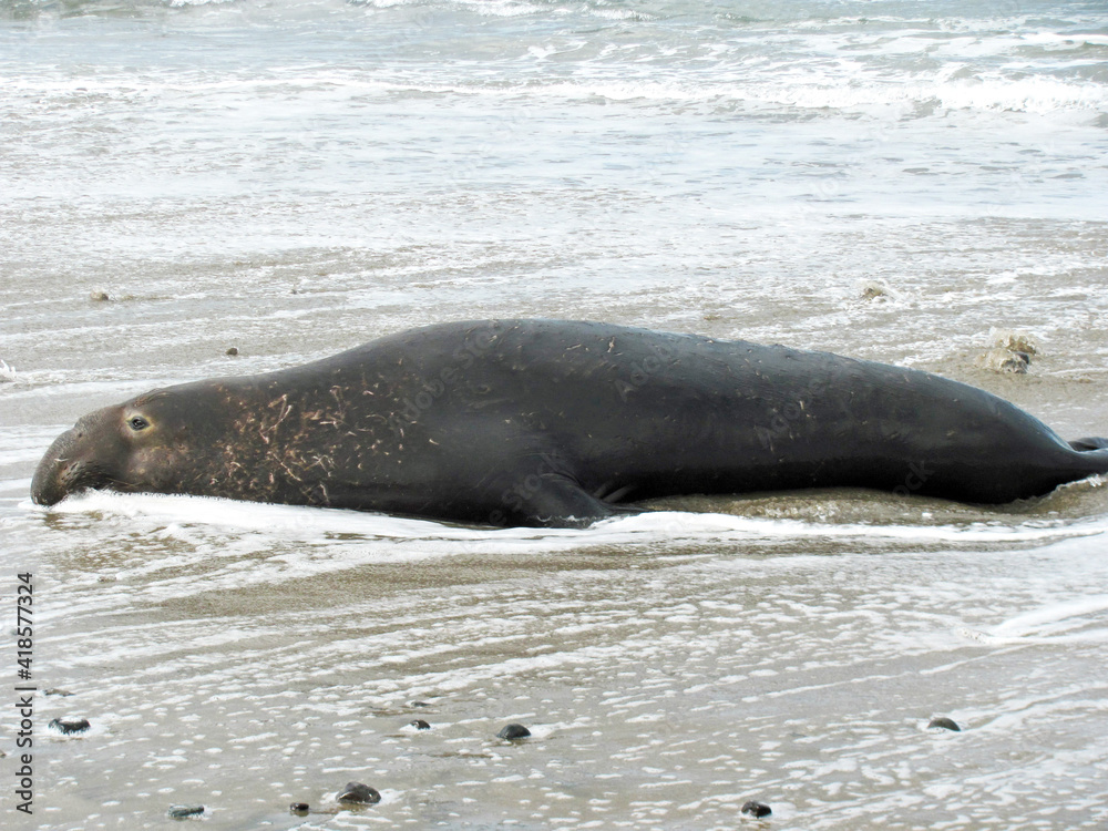 Obraz premium Adult Elephant Seal Laying in the Surf on the Beach