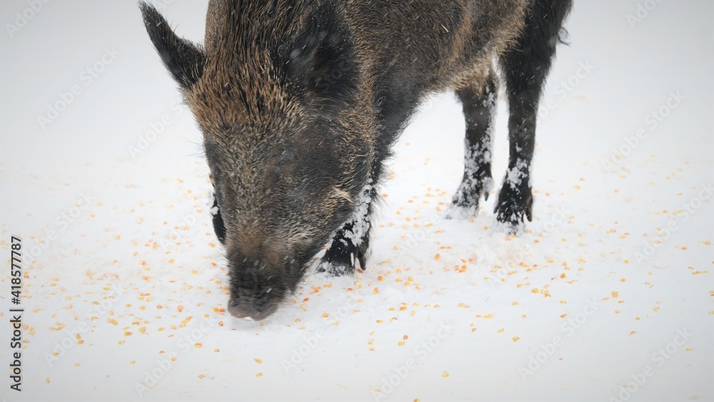 wild boar - photo taken from a wildlife park in Quebec, Canada wild boar - photo taken from a wildlife park in Quebec, Canada