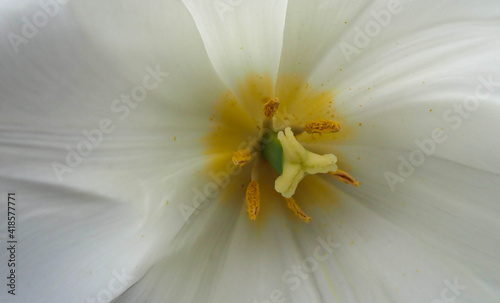 close up of white tulip and yellow center