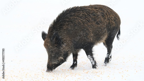 wild boar - photo taken from a wildlife park in Quebec, Canada © Xinyun