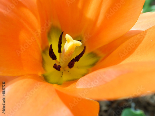 Orange tulip in the sunshine