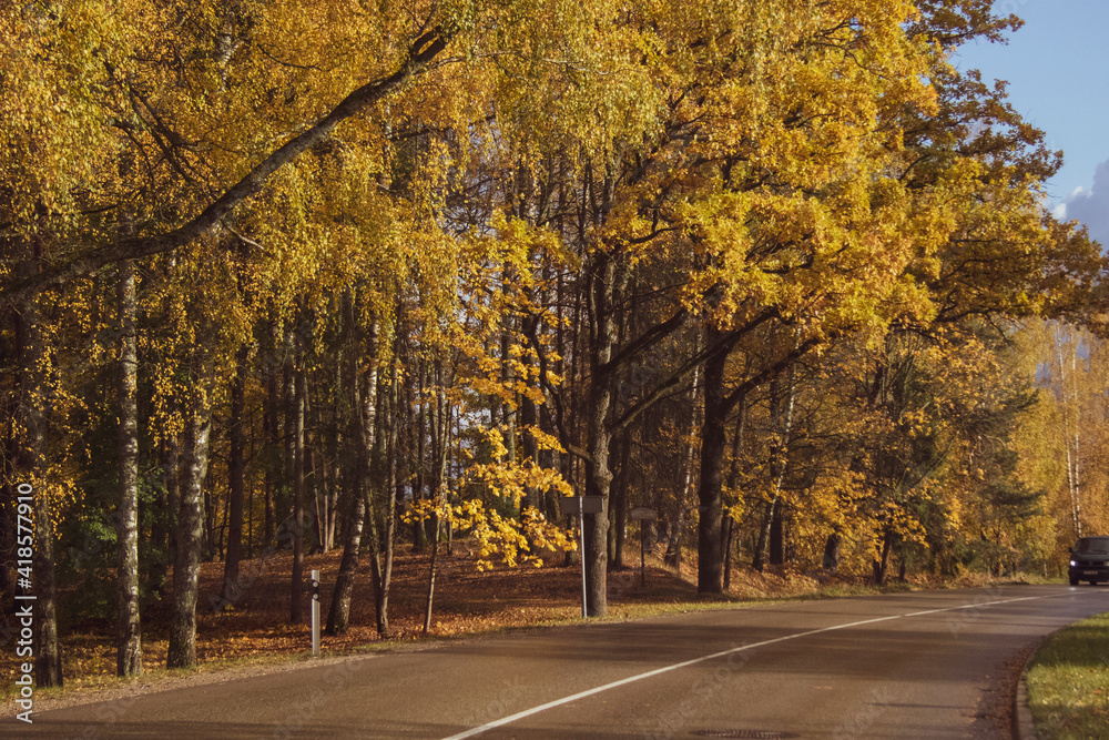 Obraz premium road in autumn