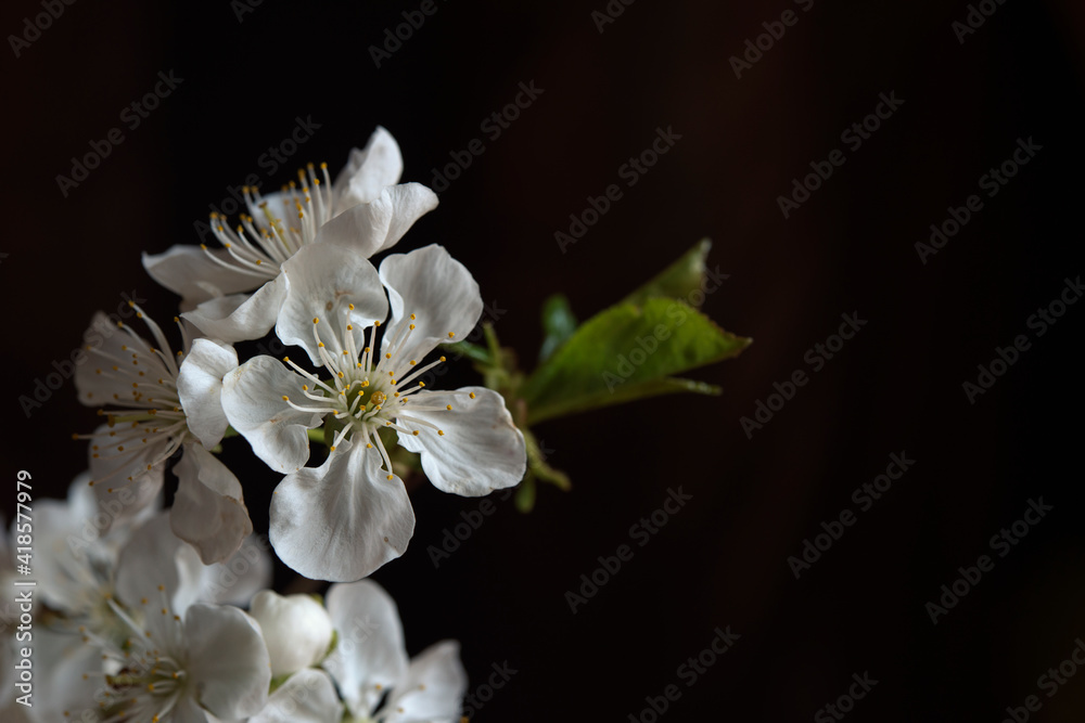 Spring background with a branch of cherry blossoms, sakura on a black background. The beauty of spring nature. - obrazy, fototapety, plakaty 