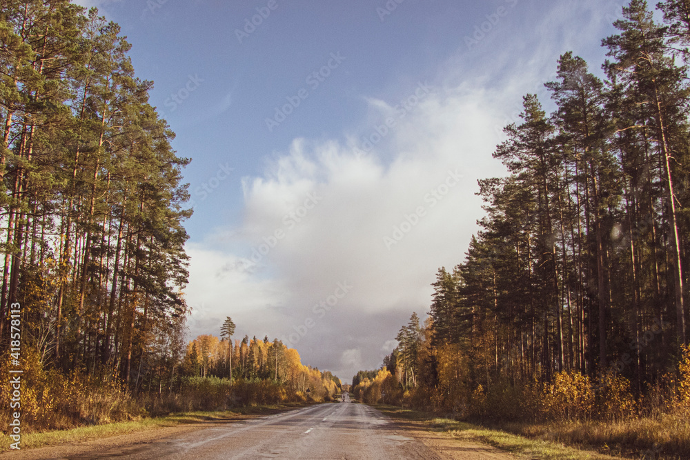 Fototapeta premium road in autumn forest