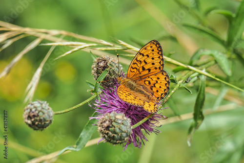 Tableau sur toile An indefinite butterfly from the genus fritillary (Argynnis)