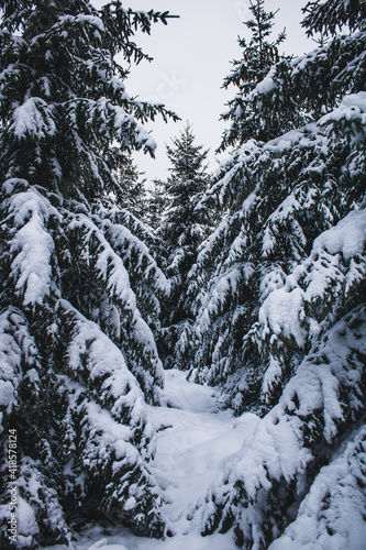 snowy trees in winter shot in Germany