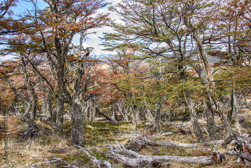 Sceneries in a lenga (beech) forest, Patagonia National Park, Aysen, Patagonia, Chile  photo