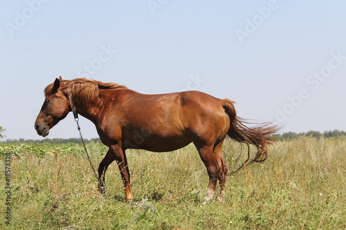 A light brown farm horse with a collar and chain around its neck grazes in a summer meadow