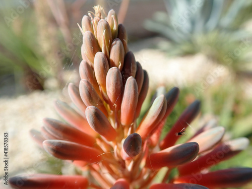 Cactus patterns in nature