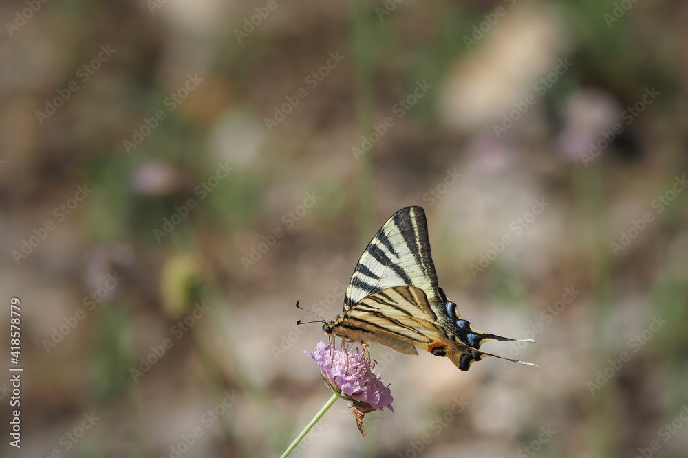 Obraz premium The scarce swallowtail (Iphiclides podalirius) is a butterfly belonging to the family Papilionidae.