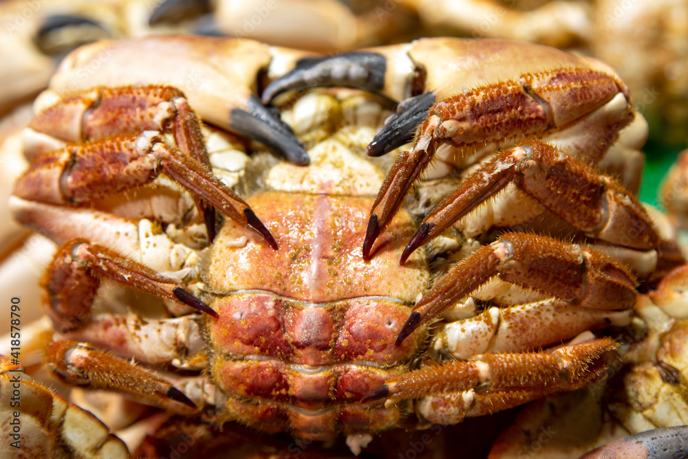 Sea fresh crab close up for sale at the Boqueria market, Barcelona, Spain.Seafood concept. Sea fresh crab close up for sale at the Boqueria market, Barcelona, Spain.Seafood concept.