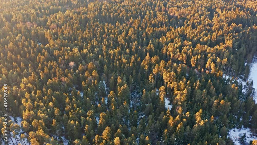 Aerial top view over alpine forest durring sunset among rural path. Cinematic drone shot flying over gravel road in pine tree forest.