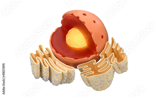 Structure of nuclear and endoplasmic reticulum in an animal cell, 3d rendering. Section view. photo