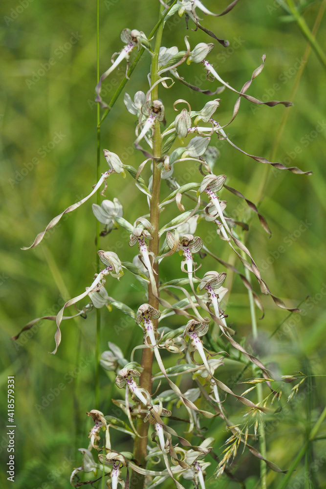 Himantoglossum hircinum, the lizard orchid, is a species of orchid in the genus Himantoglossum found in Europe and North Africa. Himantoglossum hircinum, the lizard orchid, is a species of orchid in the genus Himantoglossum found in Europe and North Africa.