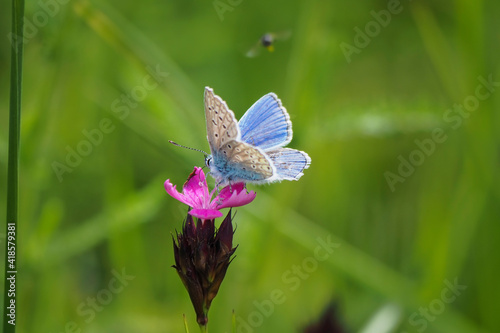 The common blue butterfly (Polyommatus icarus) is a butterfly in the family Lycaenidae and subfamily Polyommatinae.