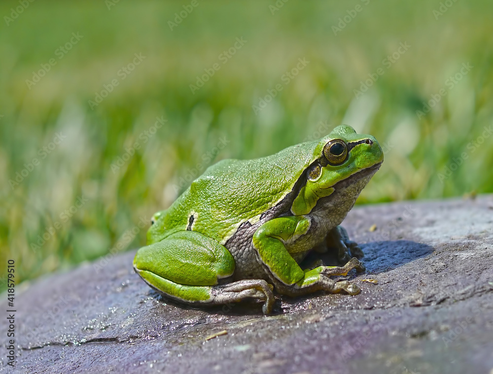 European Green Tree Frog - Hyla arborea European Green Tree Frog - Hyla arborea