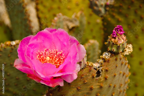 A Prikly pear cactus blooming in Arizona. photo