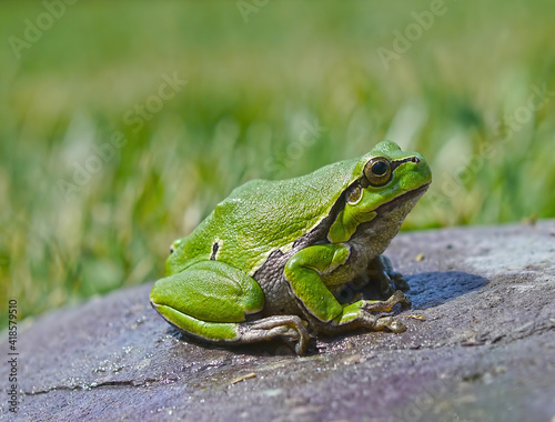 European Green Tree Frog - Hyla arborea