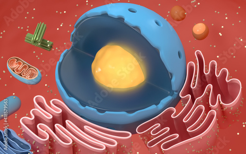 Internal structure of an animal cell, 3d rendering. Section view. photo