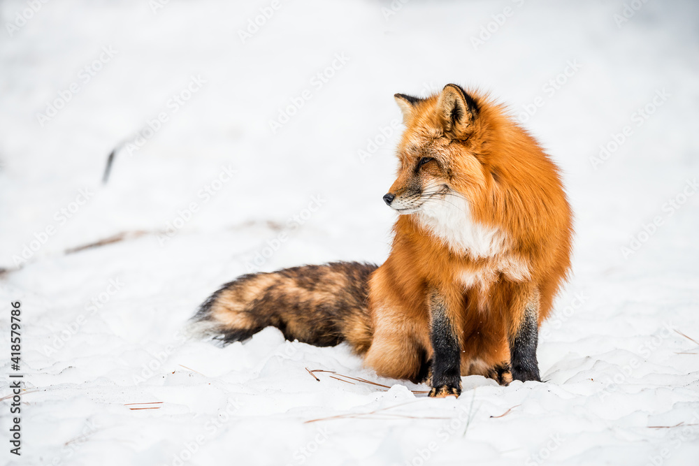 Red Fox in the snow