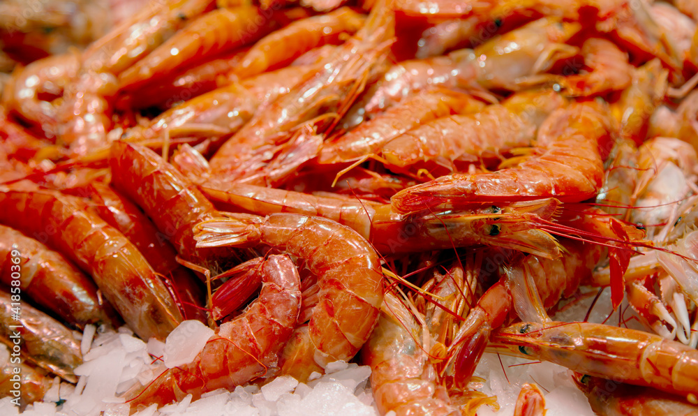Fresh red king tiger shrimp close up lying on ice on fish market Fresh red king tiger shrimp close up lying on ice on fish market