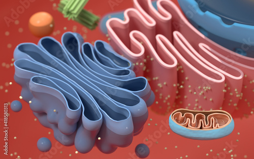Internal structure of an animal cell, 3d rendering. Section view. photo