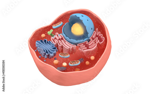 Fototapeta Naklejka Na Ścianę i Meble -  Internal structure of an animal cell, 3d rendering. Section view.