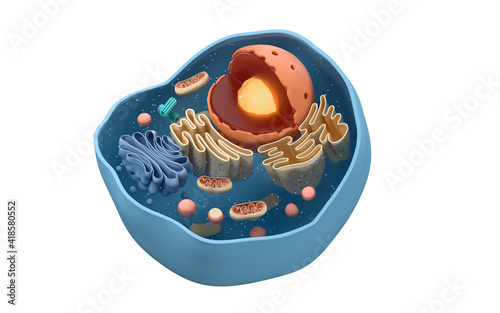 Fototapeta Naklejka Na Ścianę i Meble -  Internal structure of an animal cell, 3d rendering. Section view.