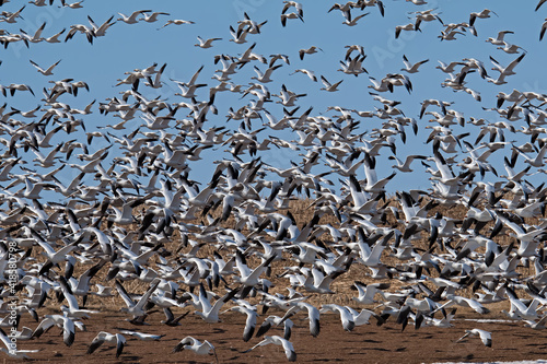 Flock of startled snow geese leaving a corn field during the spring migration at Middle Creek Wildlife Management Area. 