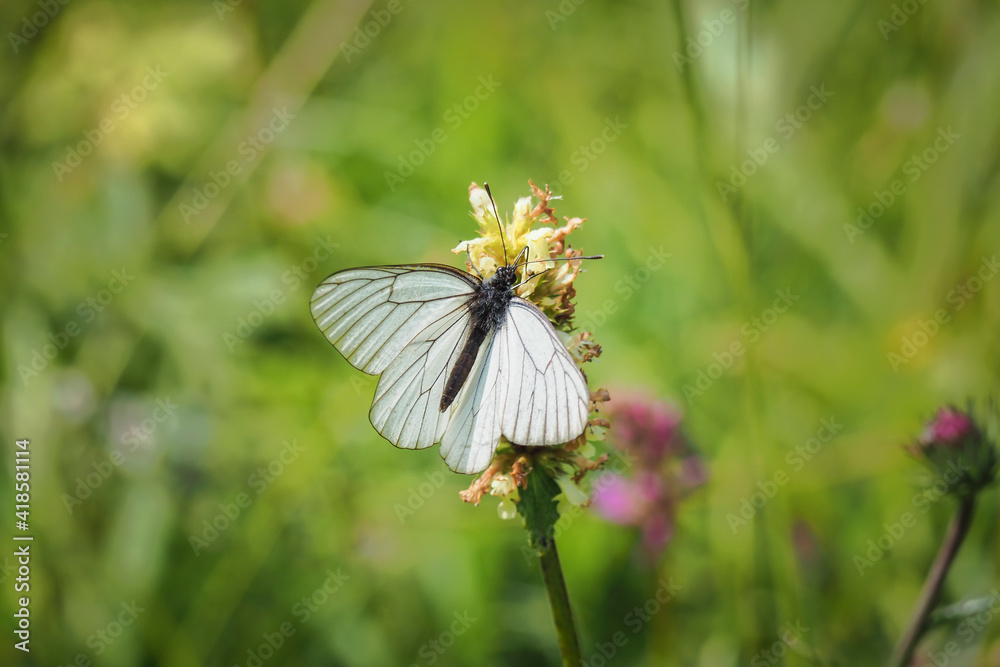 Aporia crataegi, the black-veined white, is a large butterfly of the family Pieridae Aporia crataegi, the black-veined white, is a large butterfly of the family Pieridae