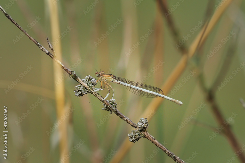 The White Featherleg (Platycnemis latipes) is a damselfly. The White Featherleg (Platycnemis latipes) is a damselfly.