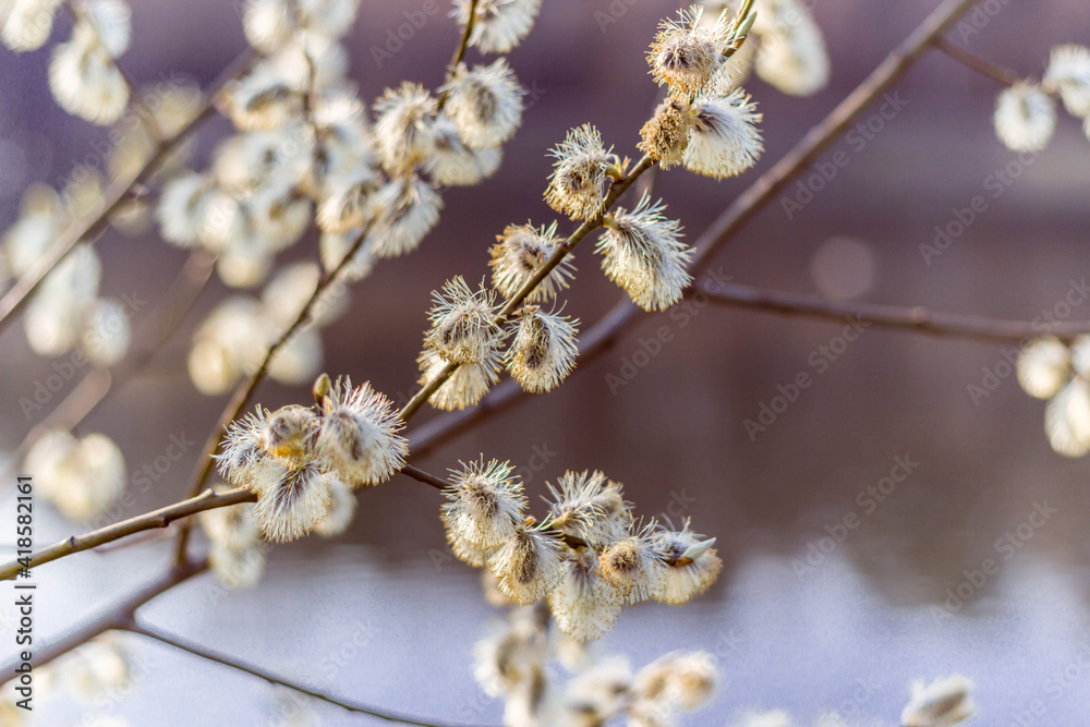 Kidneys and flowers and first buds of willow and wild virgins in sunlight. Kidneys and flowers and first buds of willow and wild virgins in sunlight.