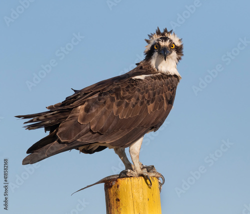 Ospray (Pandion haliatus)  with fish in its talons, Texas, USA