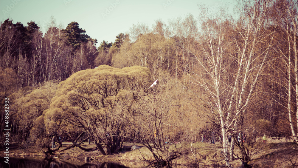 Trees and dry grass on the lake springtime Trees and dry grass on the lake springtime