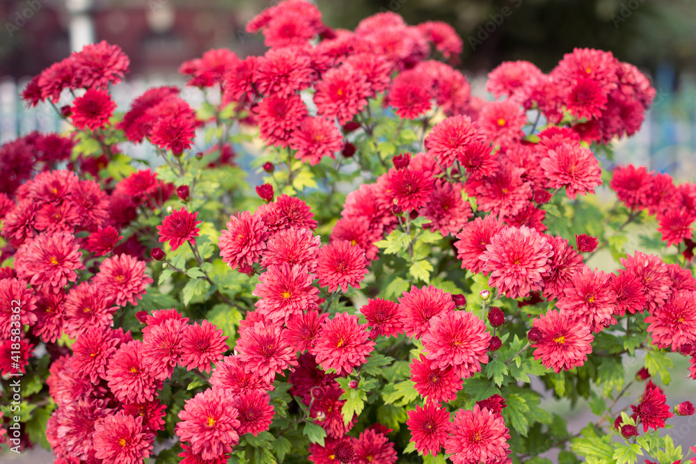 Scarlet chrysanthemum flowers lit with the sun. A close-up Scarlet chrysanthemum flowers lit with the sun. A close-up