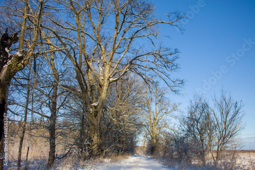 trees in the snow