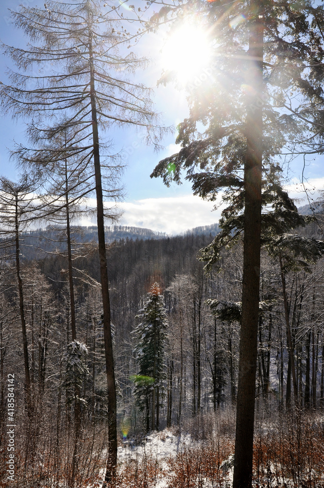 górski widok