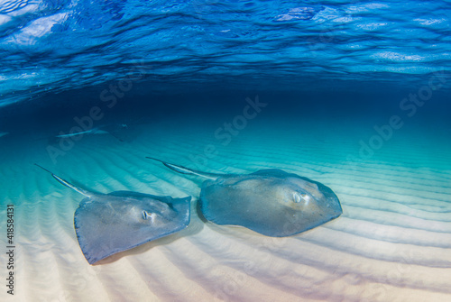 A pair of southern stingrays cuising the sand in Stinray City