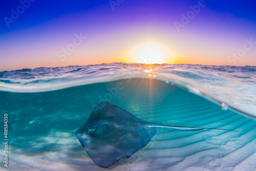 A split shot of a southern stingray beneath the surface of the water with the sky illuminated by a morning sunrise above