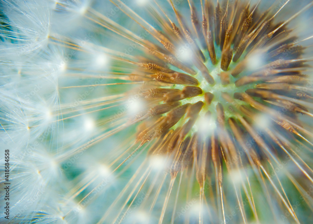 Dandelion center on teal background Dandelion center on teal background