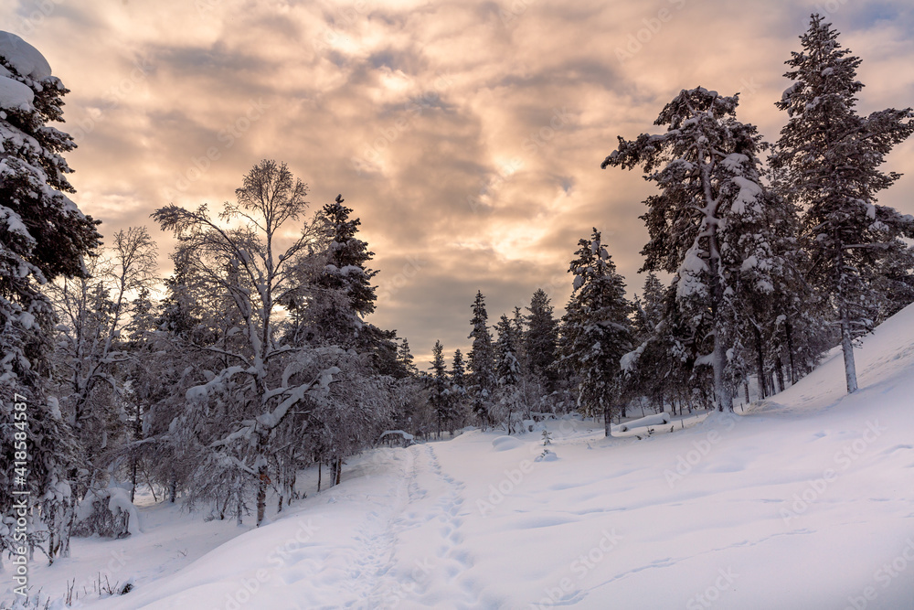 Fototapeta premium Winter landscape with frozen trees in winter in Lapland, Finland 