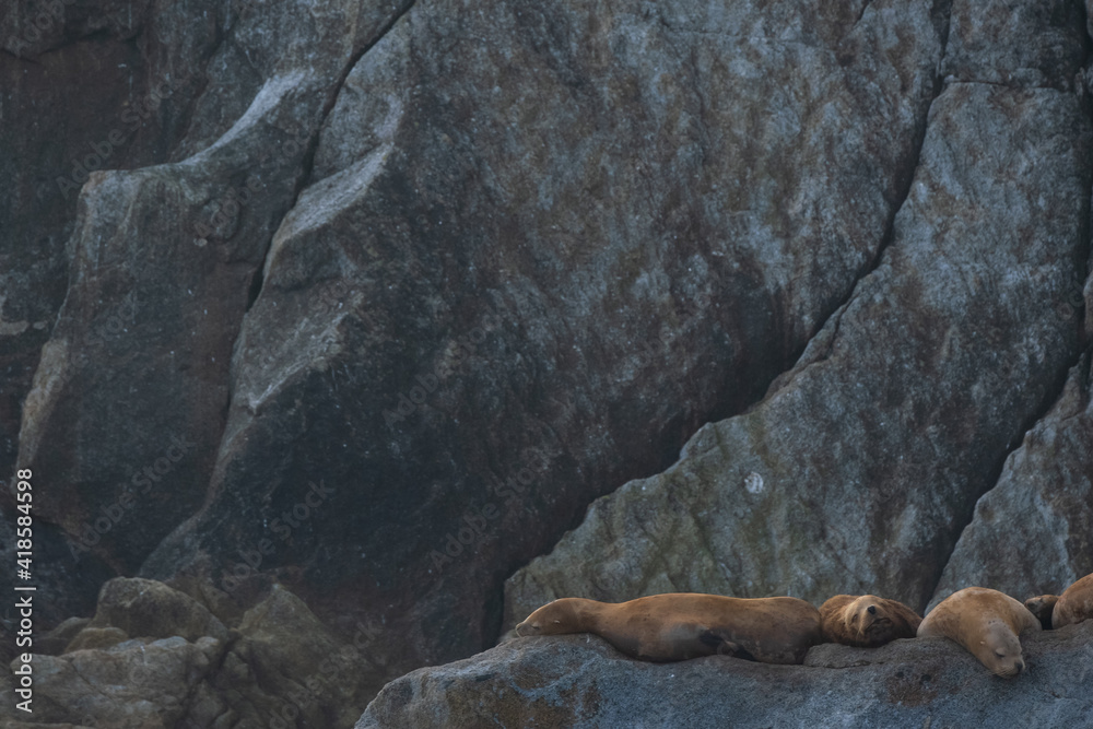 Obraz premium Stellar Sea lions sleeping on the rocky Alaskan coast of the Kenai Penninsula.