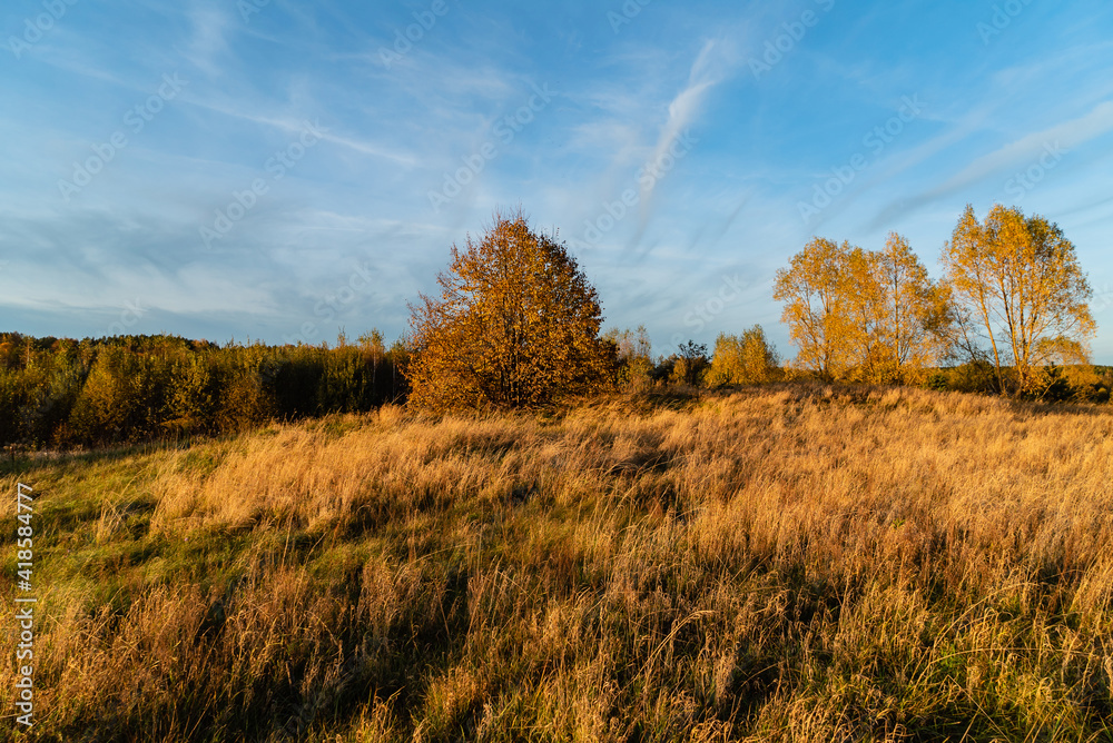 Fototapeta premium autumn landscape with dried grass