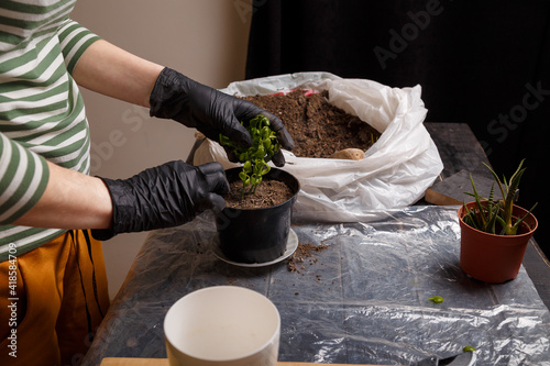Being eco friendly: woman hands in gloves replanting kalanchoe seedling into pot. Home potted flowers and gardening concept.