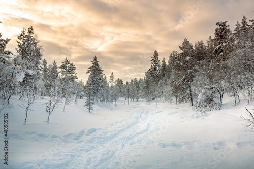 Snowy forest in Lapland, Finland © Subodh