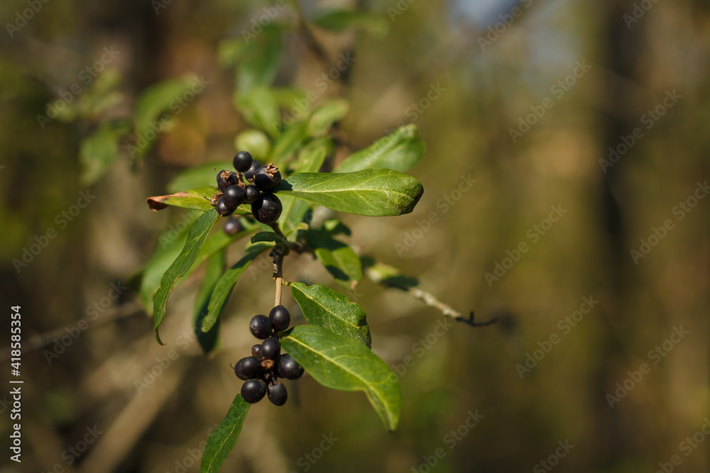 Frangula rhamnus bush branches with ripe black berries in sunlight on blurry forest background